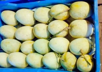 Aam