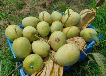 Gouromoti